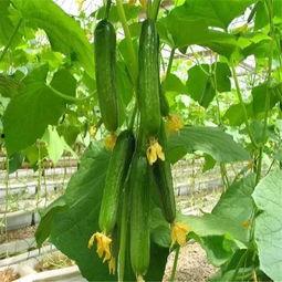 娱乐公司工作吃瓜,揭秘娱乐公司工作日常的吃瓜瞬间