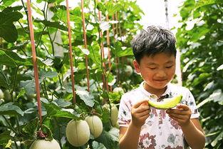 小何娱乐吃瓜,揭秘娱乐圈最新吃瓜事件