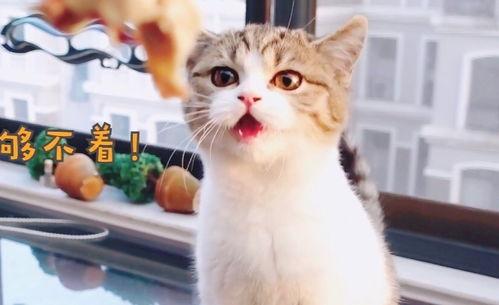 娱乐吃瓜酱小猫咪