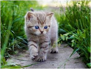 娱乐吃瓜酱小猫咪