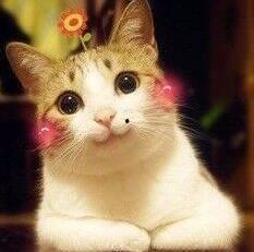 娱乐吃瓜酱布丁是只喵,揭秘网红喵星人的魅力人生